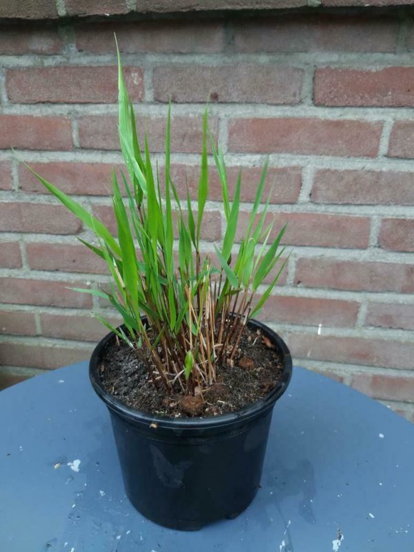 Hakonechloa macra – Japans siergras - Afbeelding 2