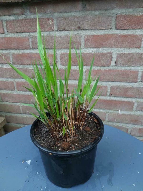 Hakonechloa macra – Japans siergras - Afbeelding 3