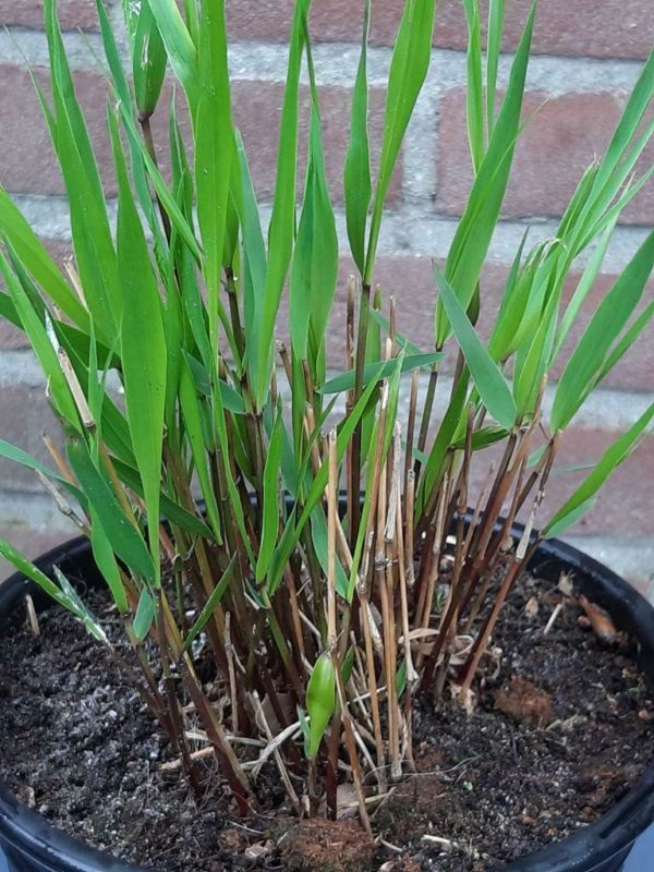 Hakonechloa macra – Japans siergras
