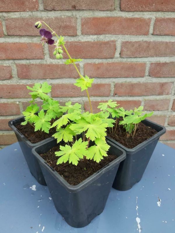 Ooievaarsbek - Geranium phaeum - Afbeelding 2