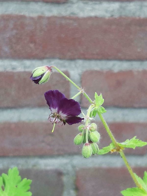 Ooievaarsbek - Geranium phaeum - Afbeelding 4