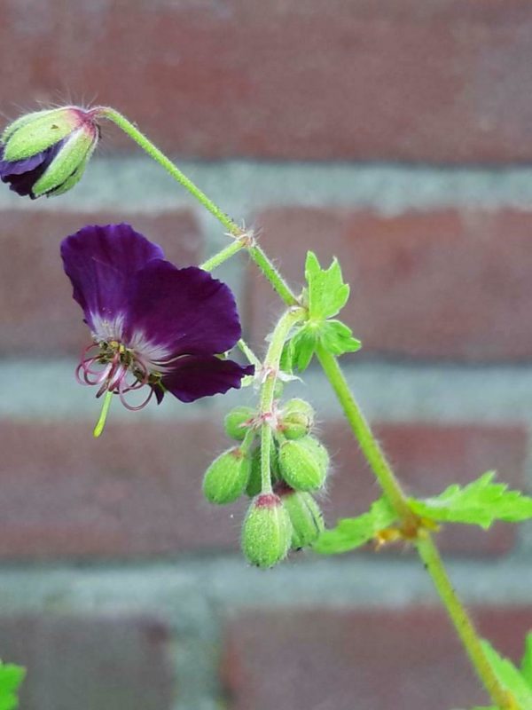 Ooievaarsbek - Geranium phaeum - Afbeelding 5