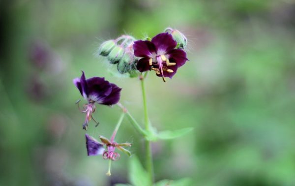 Ooievaarsbek - Geranium phaeum - Afbeelding 3