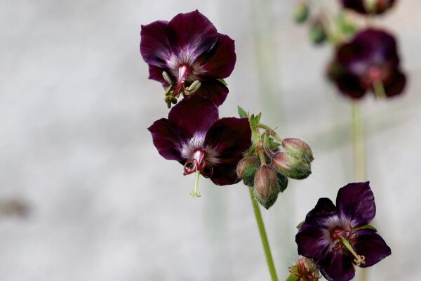 Ooievaarsbek - Geranium phaeum - Afbeelding 7