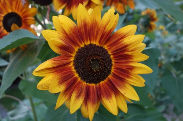 Zonnebloem - Helianthus annuus