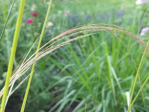 Stipa Arundinacae - Fazantenstaartgras - Afbeelding 2